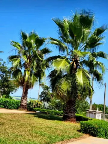 imagem 5 - Terreno Raro com 7.685m² em Condomínio Fechado, Alto Padrão no Palmas Del Rey imagem 5 - Terreno Raro com 7.685m² em Condomínio Fechado, Alto Padrão no Palmas Del Rey